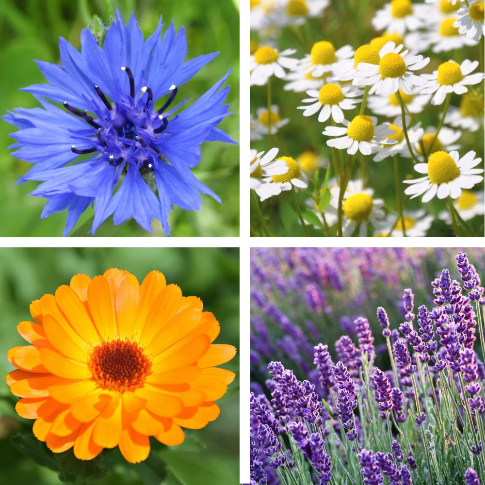 Zestaw Domowe SPA 4 odmiany nasiona do uprawy
Pomysł na prezent